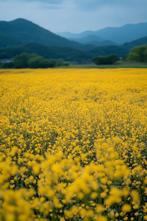 西成高铁油菜花海春景:百万亩金黄映衬速度与美景