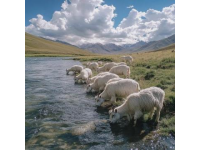 四川攀枝花火车现羊群家猪原是扶贫慢火车可载货