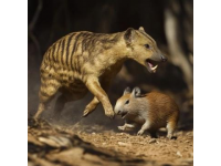 野猪师与高速列车碰撞的惊险瞬间