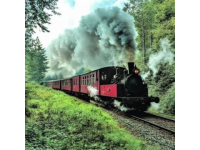 探索赣南森林小火车：独一无二的文旅宝藏