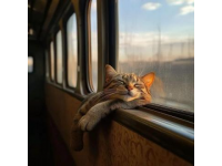 12306或将允许携带宠物出行？官方就“高铁运输宠物”征求意见