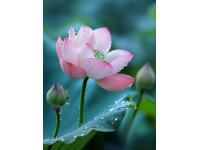 大连54岁女子捐献干细胞救助北京11岁白血病患儿