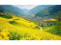 3月18日启幕！乘坐高铁赏汉中油菜花海，享受优惠政策畅游春天
