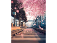 日本和中国不同的开往春天的列车，中国的只要6元钱。