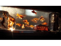 夏日黄昏：火车上的暖心一幕，两小伙让哭闹孩童瞬间安静