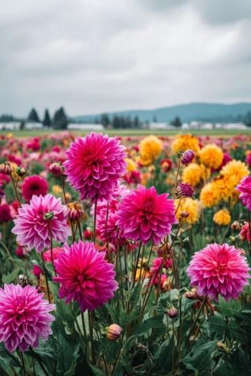 春色正浓:开往八达岭的S2线赏花之旅