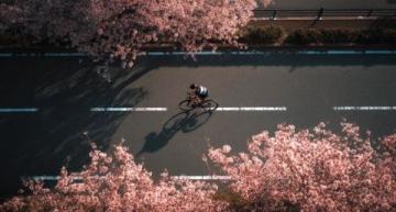 春色正浓:开往八达岭的S2线赏花之旅