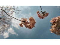 春色正浓：开往八达岭的S2线赏花之旅