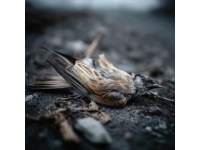 深夜高铁桥下惊现弹弓手，安徽教师为打鸟胆大包天