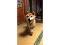 宠物猫狗可以坐高铁 宠物猫狗宝宝可以正式坐高铁了