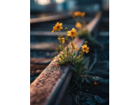 退休生活新篇章：追寻春暖花开，一路火车南行记
