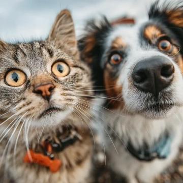 宠物猫狗可以坐高铁了，但看完流程你可能不想带了