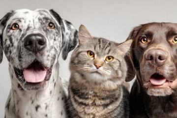 高铁官宣:4月8日起可托运宠物,猫狗族可以坐高铁啦!