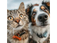 宠物猫狗可以坐高铁了，但看完流程你可能不想带了