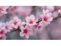 新疆赏花列车开通：春日吐鲁番杏花季等你来赏