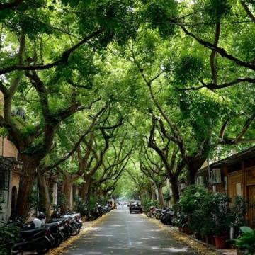 南湖公园一角绿树下的火车头