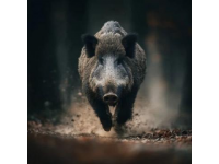 野猪冲撞列车-野猪 幽灵列车