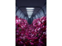 乘坐单轨列车穿越重庆佛图关的花海隧道迎春游