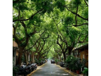 南湖公园一角绿树下的火车头