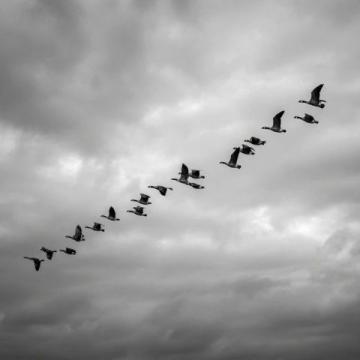 大雁南飞途中忙碌觅食