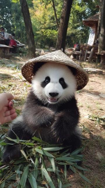 动感号熊猫专列探秘：广东号熊猫主题列车旅行全攻略