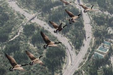 大雁南飞途中忙碌觅食