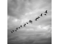 大雁南飞途中忙碌觅食