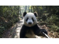 动感号熊猫专列探秘：广东号熊猫主题列车旅行全攻略