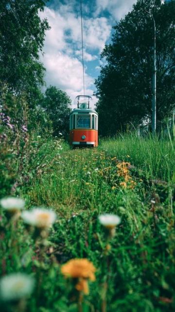 油菜花下的邂逅;列车与油菜花的奇缘