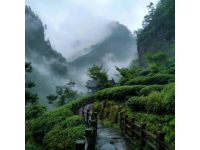 呼伦贝尔莫尔道嘎森林蒸汽小火车一日游