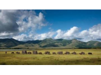 坐火车漫游新疆：悠享列车上的慢生活时光