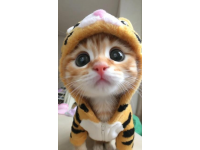 猫咪火车托运18小时后失踪 中铁快运回应理赔方案争议