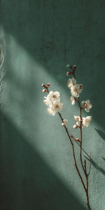 
长三角铁路受台风“梅花”影响部分列车停运公告