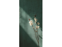 
长三角铁路受台风“梅花”影响部分列车停运公告