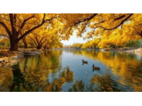 41.5元体验泰山黄河号，5小时畅游至黄河畔