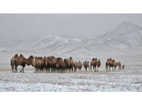环游塔克拉玛干沙漠：连接南疆铁路线的独特体验